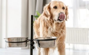 D'où viennent les normes nutritionnelles pour les chiens et les chats