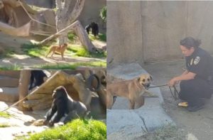 Situation dangereuse au zoo. Le chien est maintenant dans l'enclos des gorilles !