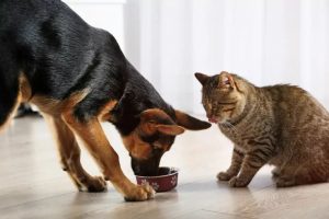 3 raisons pour lesquelles votre chien ne devrait pas partager de nourriture avec votre chat