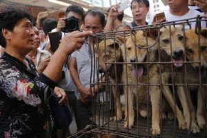 Chiens de boucherie - 400 sur 100 000 ont été sauvés pendant le transport au festival de ... la viande de chien à Yulin