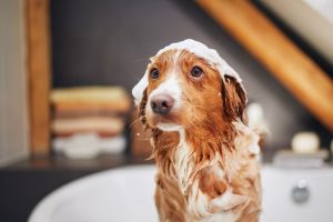 Comment convaincre votre chien de se brosser les dents et de faire un shampoing ? Moyens efficaces pour chiots et chiens adultes !