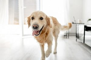 Comment divertir mon chien lorsqu'il est seul à la maison ?