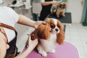 Pourquoi vaut-il la peine de visiter régulièrement le coiffeur d'un chien ? Une visite chez un toiletteur peut sauver la vie de votre chien !