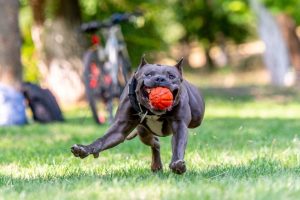 Chien et sport : Quelques idées d'activités que votre chien peut essayer ?