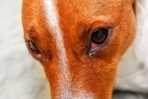 Yeux rouges chez un chien - une source de préoccupation?