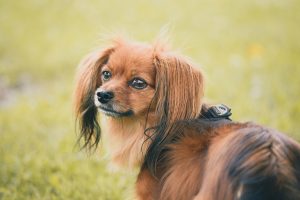 Quelles sont les races de chiens de petite taille qui existent ?