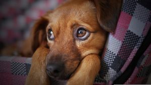 Troubles de comportements du chien : que faut-il savoir ?