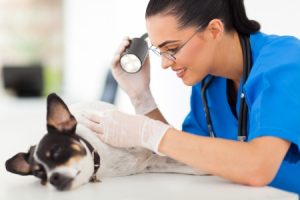 Comment trouver le bon cabinet de vétérinaire à proximité de chez soi ?