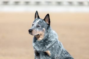 Australian cattle breed dog or Blue heeler portrait at nature
