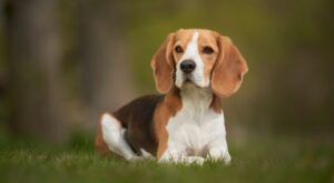Les 5 races de chiens aux grandes oreilles
