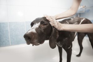 Quels sont les tarifs d'un toilettage pour chien ?
