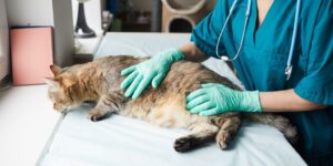 Gonflement de la cicatrice de la stérilisation du chat