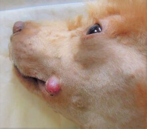 Histiocytome du chien