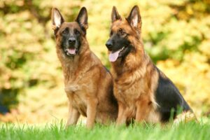 10724344 - two german shepherd dog