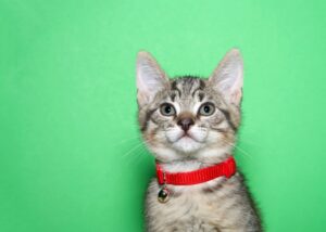 Comment choisir le collier idéal pour son chat ?