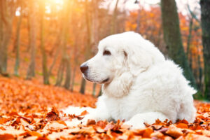 Cute white puppy dog lying in leaves in autumn, fall forest.