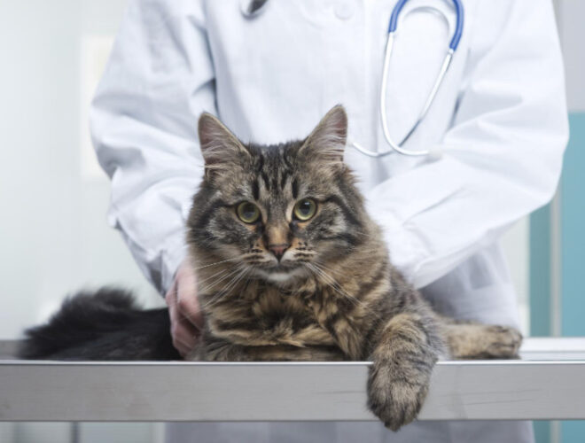 Mon chat a un anus enflammé et rouge Causes et solutions