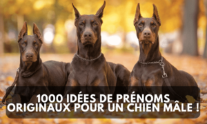 1000 IDÉES DE PRÉNOMS ORIGINAUX POUR UN CHIEN MÄLE !