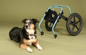 Comment fabriquer un chariot pour chien handicapé