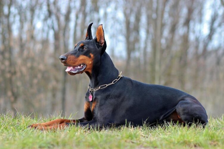 Les différentes couleurs de robes du Doberman [PHOTOS]