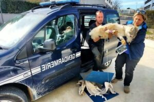 Chiens empoisonnés au Canicross à Vauvert : la communauté canine sous le choc