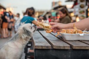 Est-ce que les chiens mangent des gambas ? 6 choses à savoir !