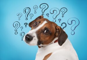 Quels sont les effets secondaires de Dentastix pour chien ?