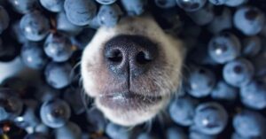 est ce que les chiens peuvent manger des bleuets
