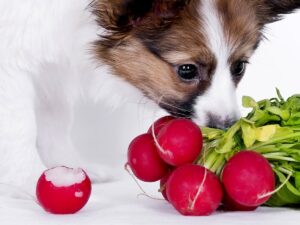 est ce que les chiens peuvent manger des radis