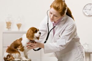 Le chien a un souffle au cœur : causes, symptômes et traitement