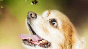 Mon chien a mangé une abeille / guêpe : C'est grave ?