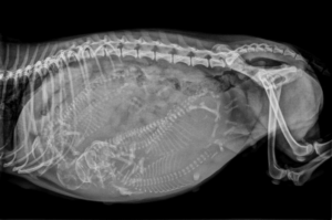 Radiographie de la gestation de la chienne : que faut-il savoir ?