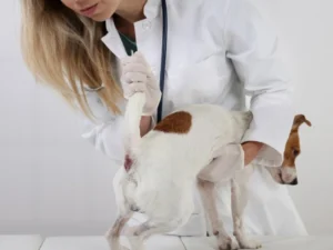 Quel traitement médical pour le circumanalome chez le chien?