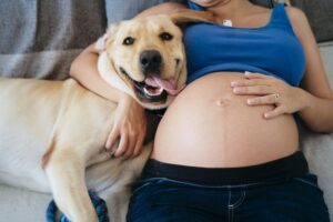 Pourquoi le chien colle la femme enceinte