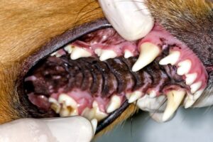 Thrombocytopénie chez le chien : ce que vous devez savoir