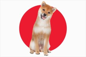 Bien choisir un chien de chasse Japonais : Conseils et Astuces