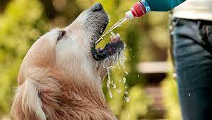 Combien de temps un chien peut-il survivre sans eau ?