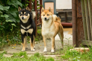 comment choisir un chien de chasse japonais