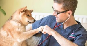 comment trouver veterinaire à domicile au meilleur prix