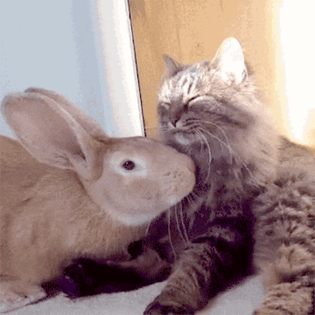 Cohabitation entre un chat et un lapin, c'est compatible ?