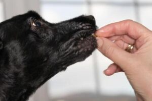 Quels sont les effets secondaires de Prévicox pour chien ? Effets et molécules
