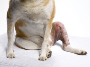 rééducation opération ligament croisé du chien