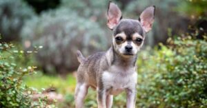 Tableau de poids idéal du Chihuahua pour son âge
