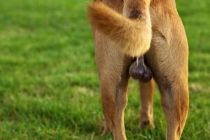 La testicule noir chez le chien : Diagnostic, Risques et Traitement