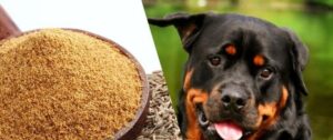 Les chiens peuvent-ils manger du cumin ?