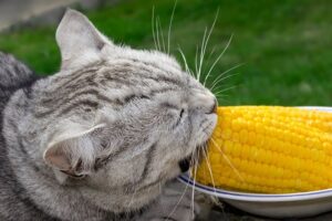 maïs chat