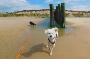 Quelles sont les plages autorisées aux chiens dans le nord de la France ?