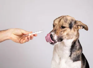 Calculateur posologie benadryl pour chien : Dosage Diphénhydramine