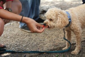 Alimentation : 5 conseils pour bien nourrir son chien