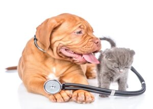 Assurance chiens et chats : comment choisir la meilleure compagnie selon vos besoins ?